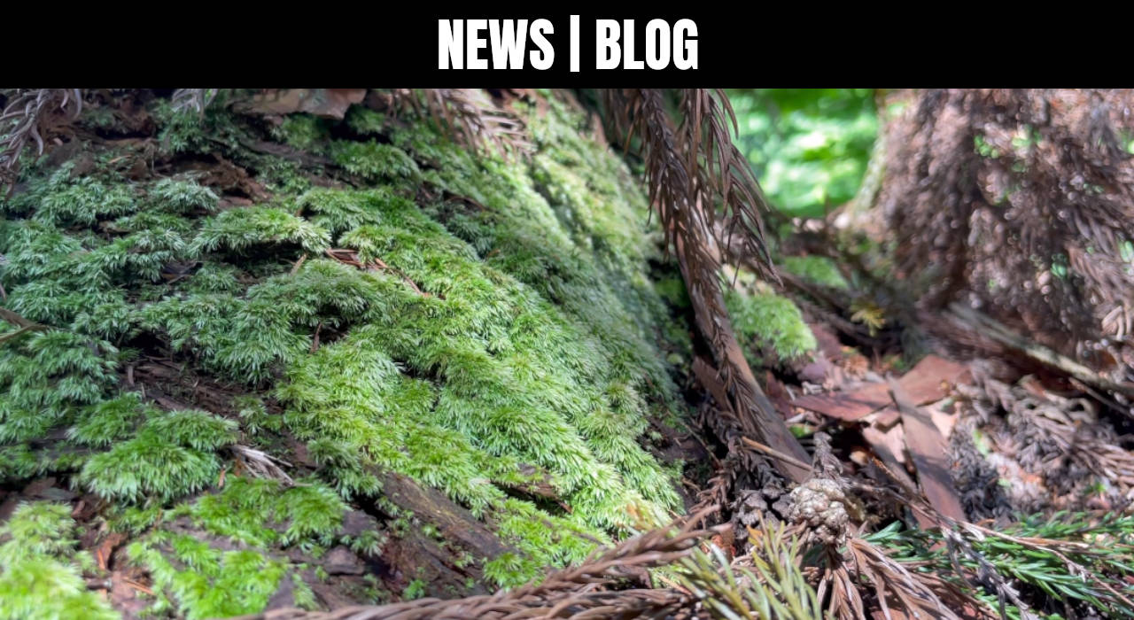 background_news