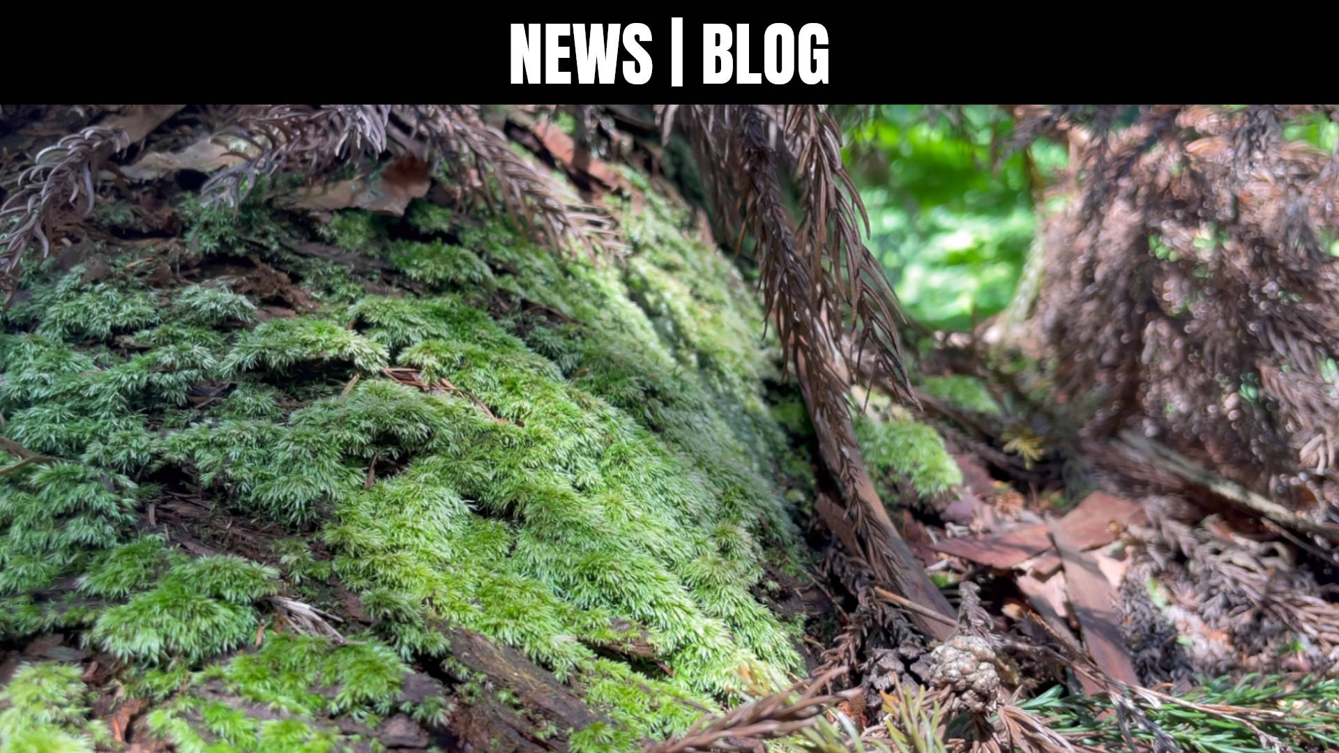 background_news