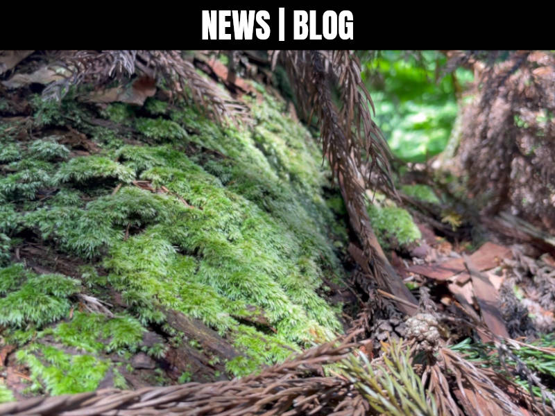 background_news